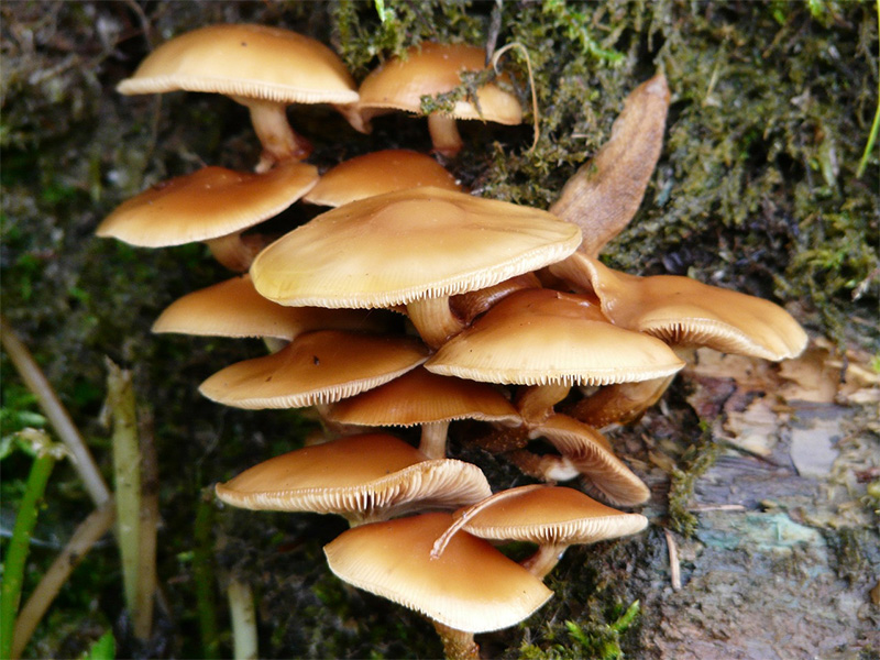 lactarius_delicius
